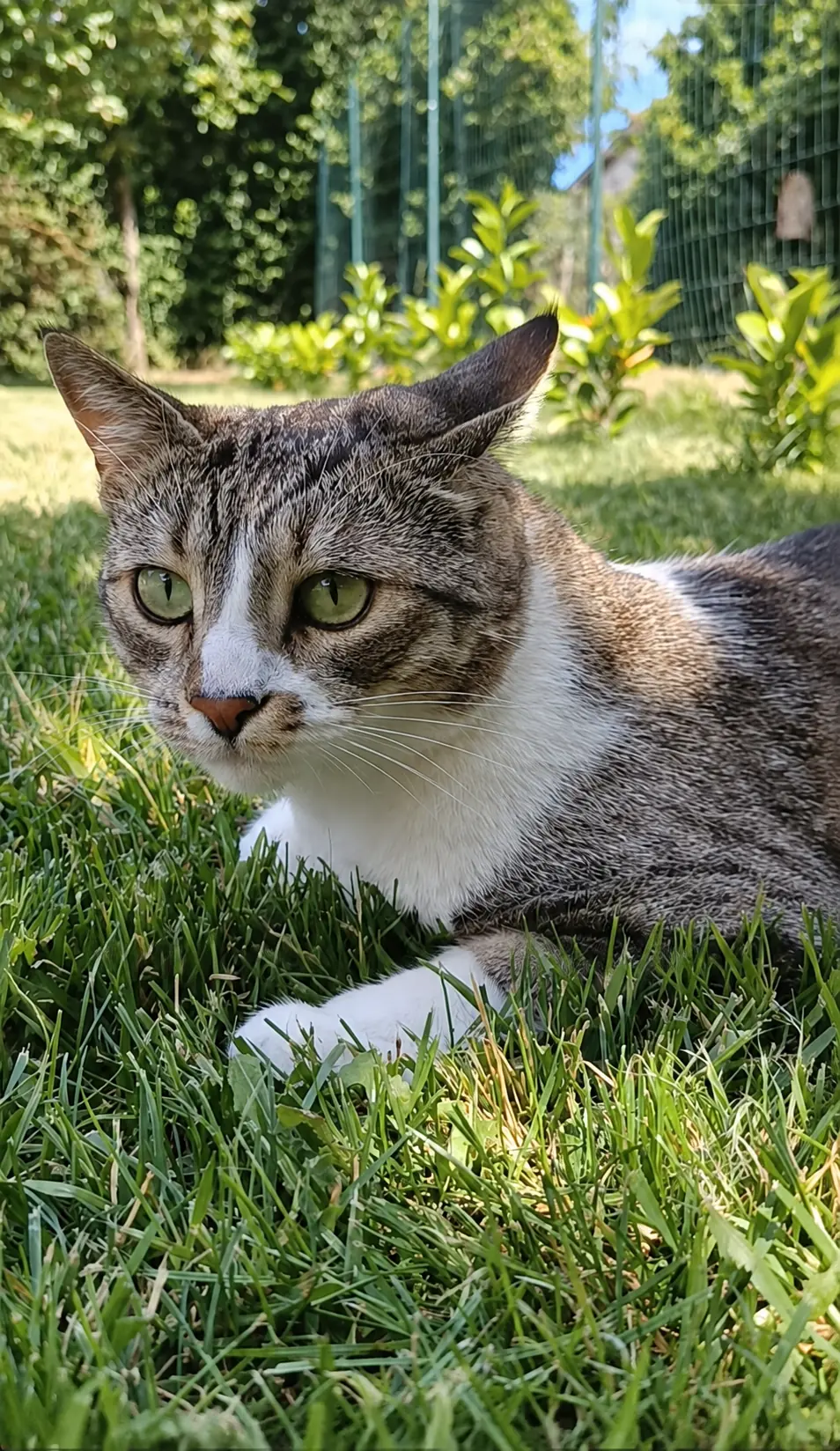 Chrissy the tabby looking through sunlit garden grass